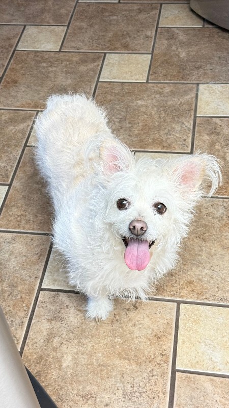 Picture of the Animal Listed