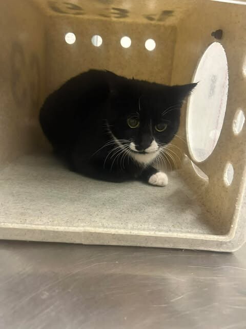 Picture of the Animal Listed