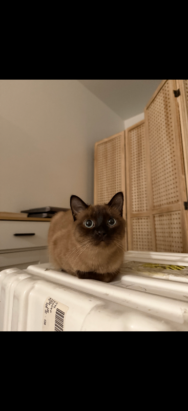 Picture of the Animal Listed