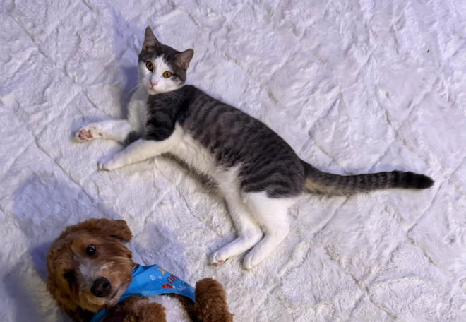 Picture of the Animal Listed