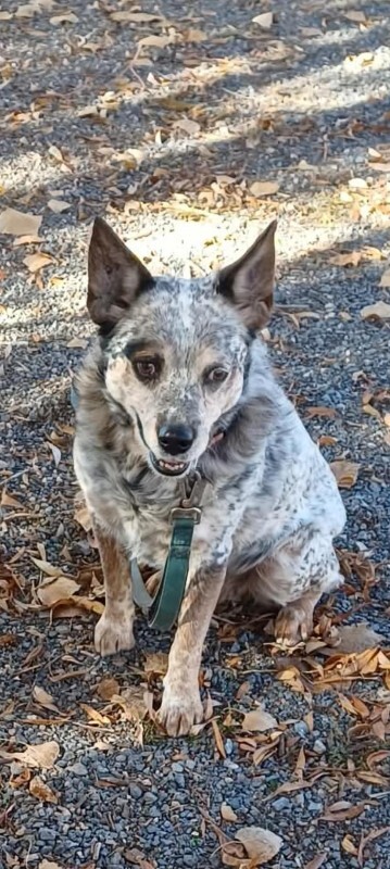 Picture of the Animal Listed