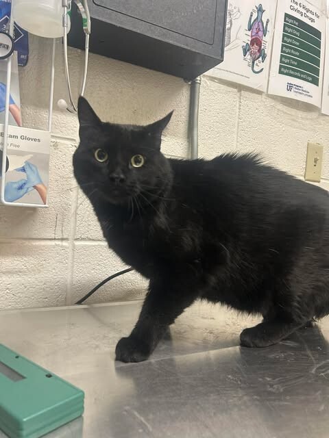 Picture of the Animal Listed