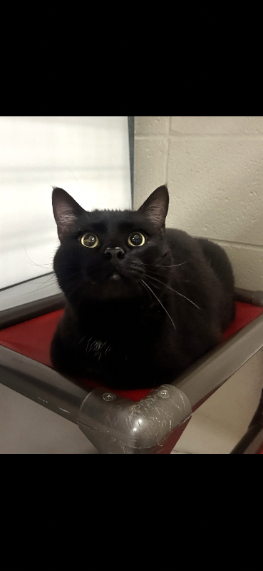 Picture of the Animal Listed