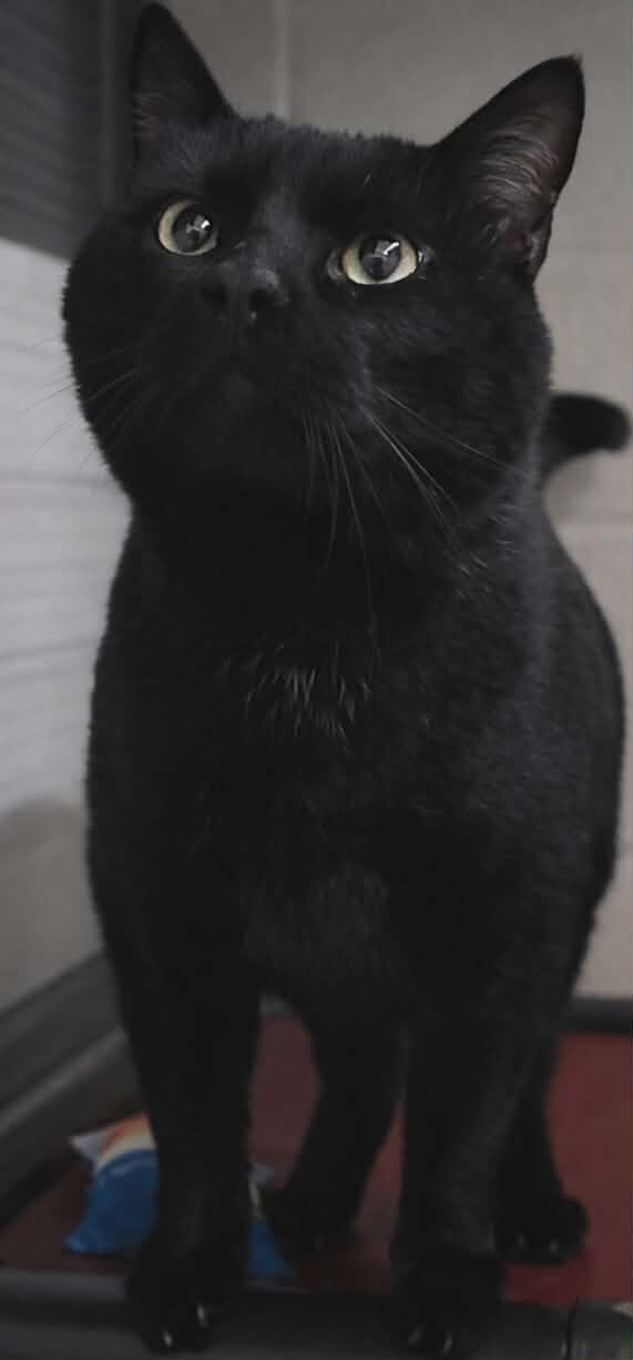 Picture of the Animal Listed