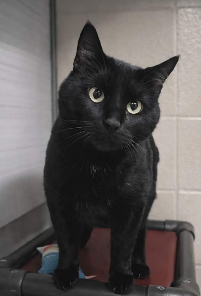 Picture of the Animal Listed