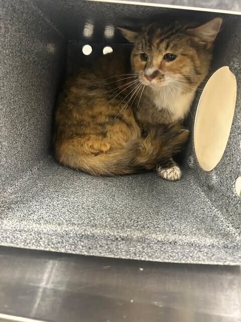 Picture of the Animal Listed