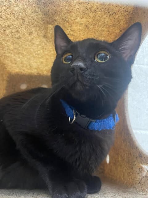 Picture of the Animal Listed