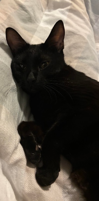 Picture of the Animal Listed