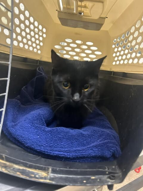 Picture of the Animal Listed