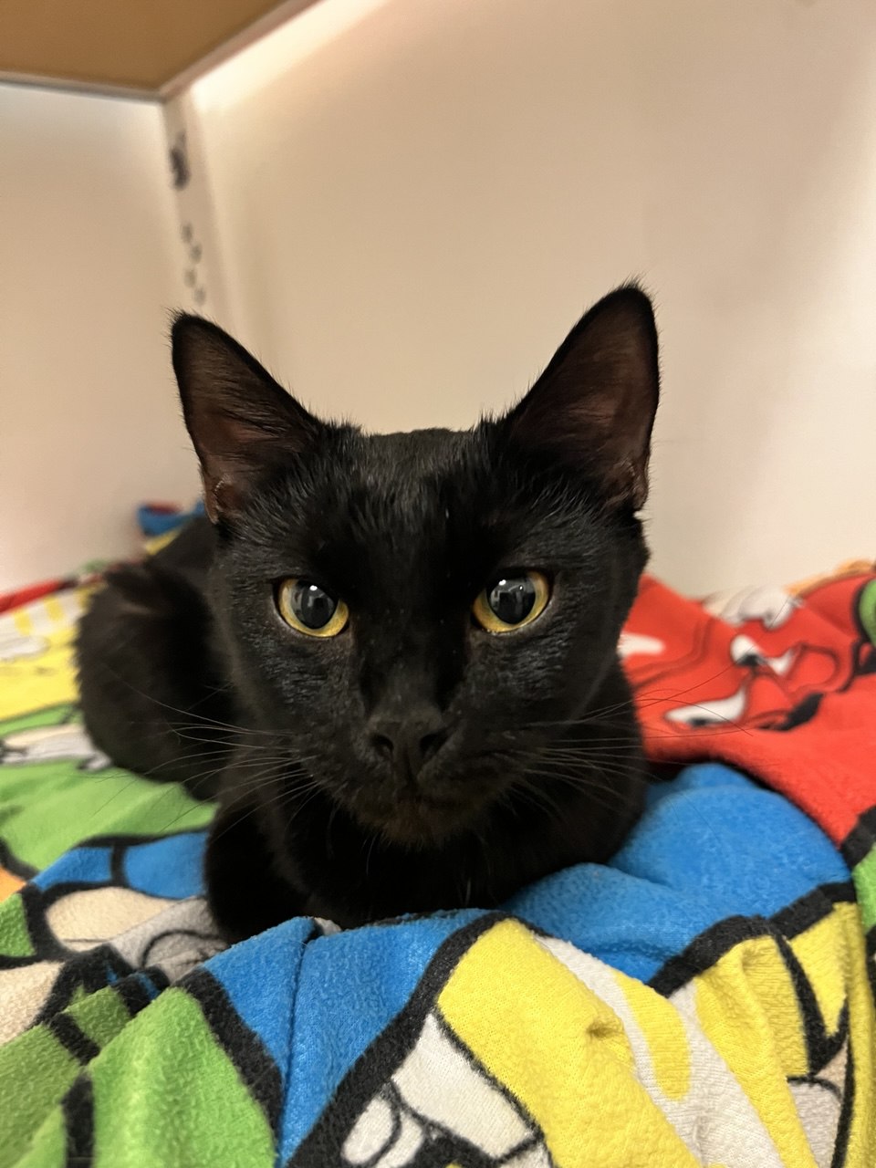 Picture of the Animal Listed