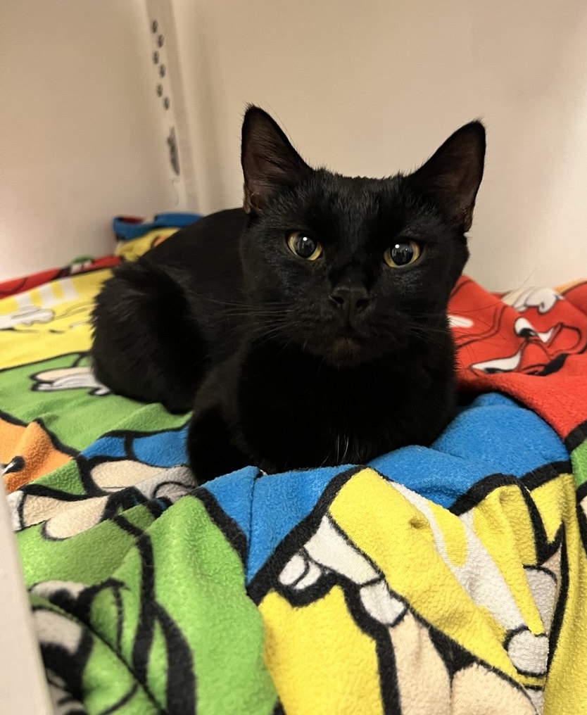 Picture of the Animal Listed