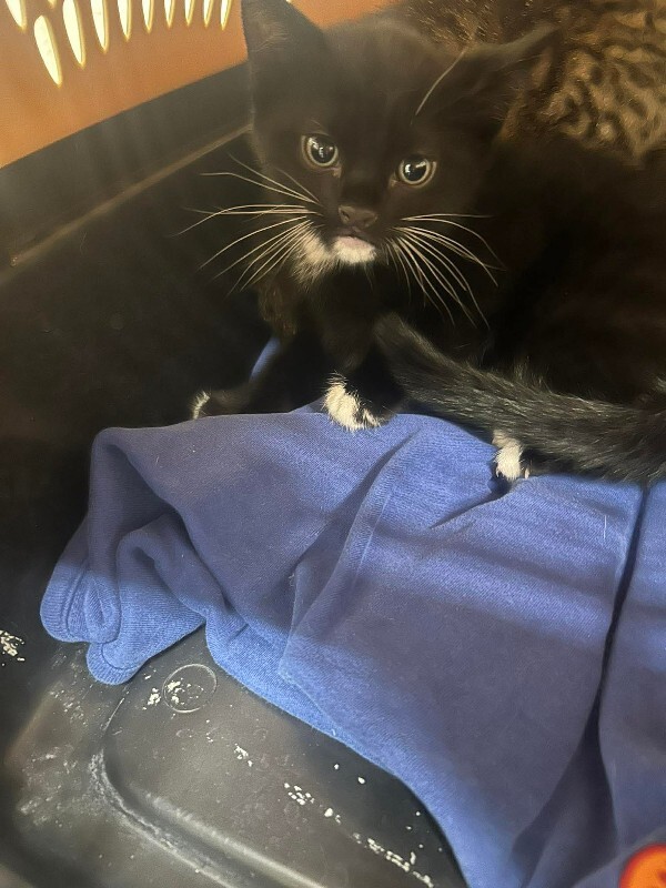 Picture of the Animal Listed