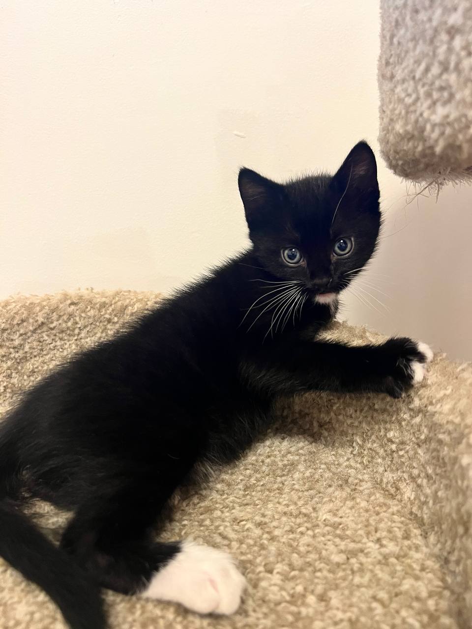 Picture of the Animal Listed