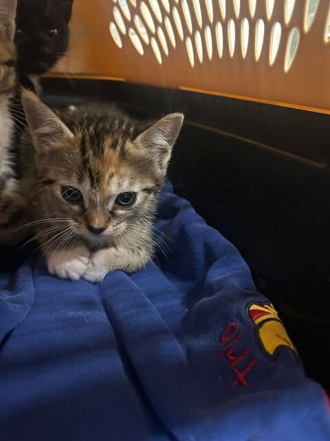 Picture of the Animal Listed