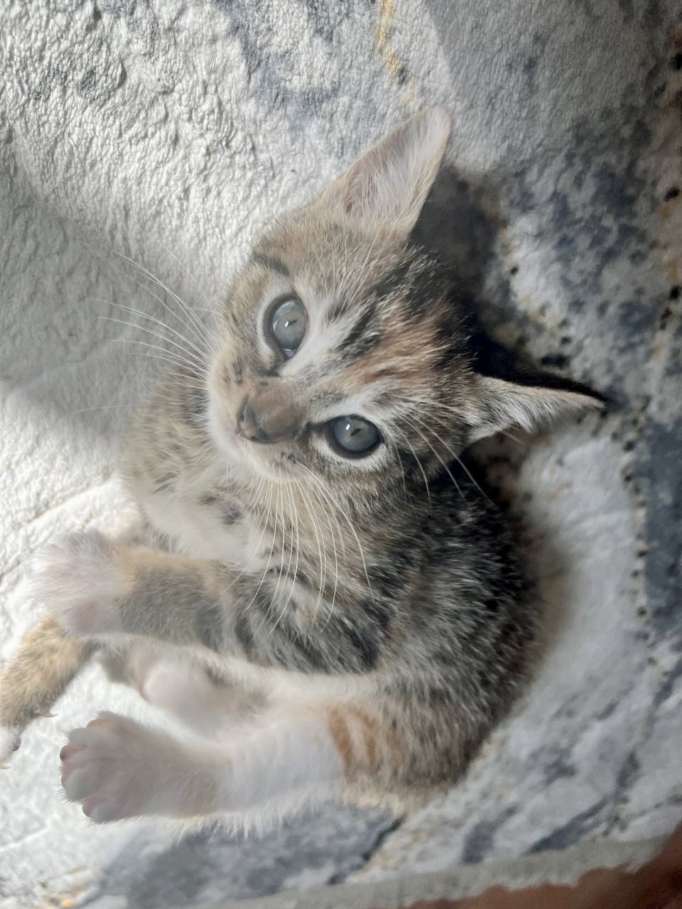 Picture of the Animal Listed