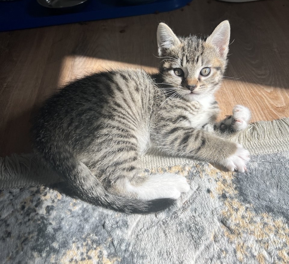 Picture of the Animal Listed