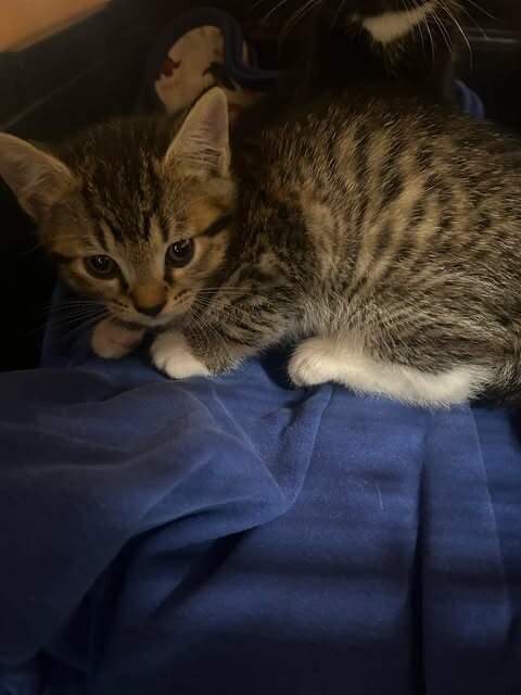 Picture of the Animal Listed