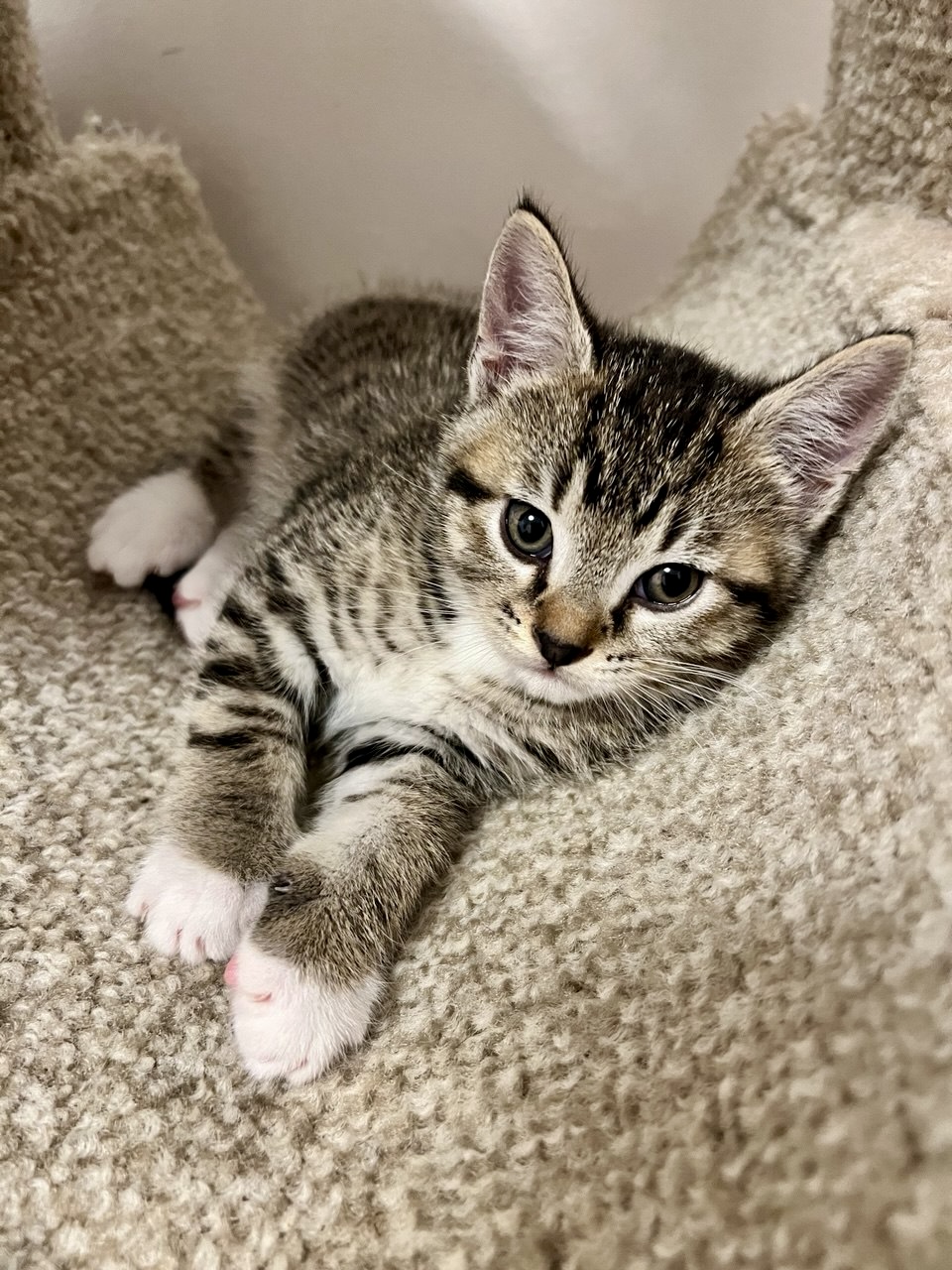 Picture of the Animal Listed