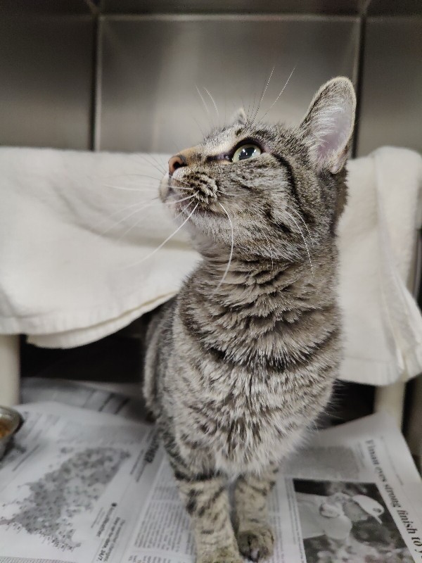 Picture of the Animal Listed