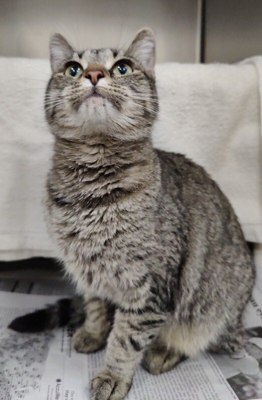 Picture of the Animal Listed