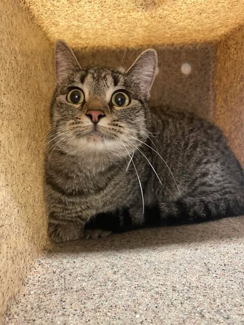 Picture of the Animal Listed