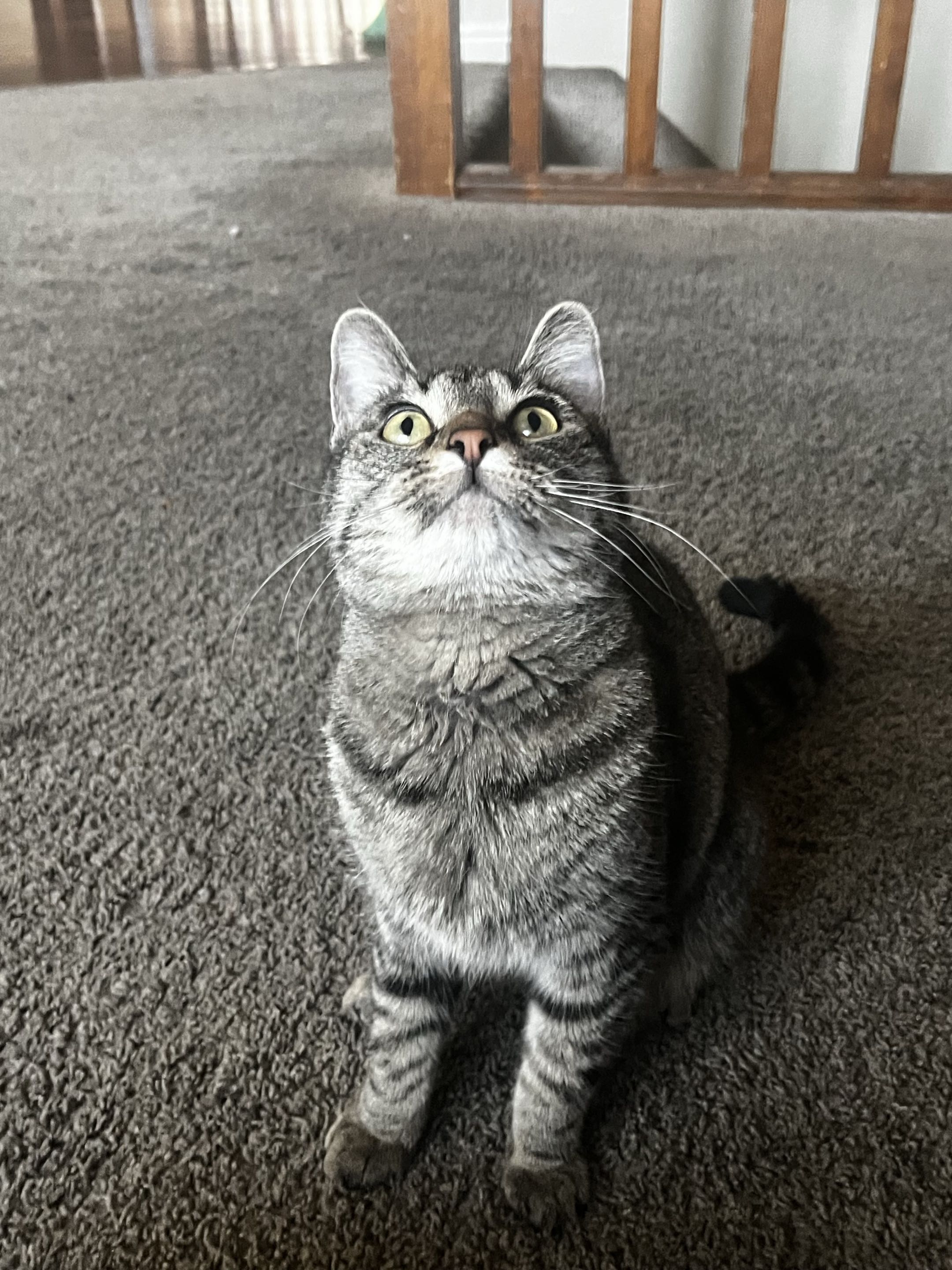 Picture of the Animal Listed