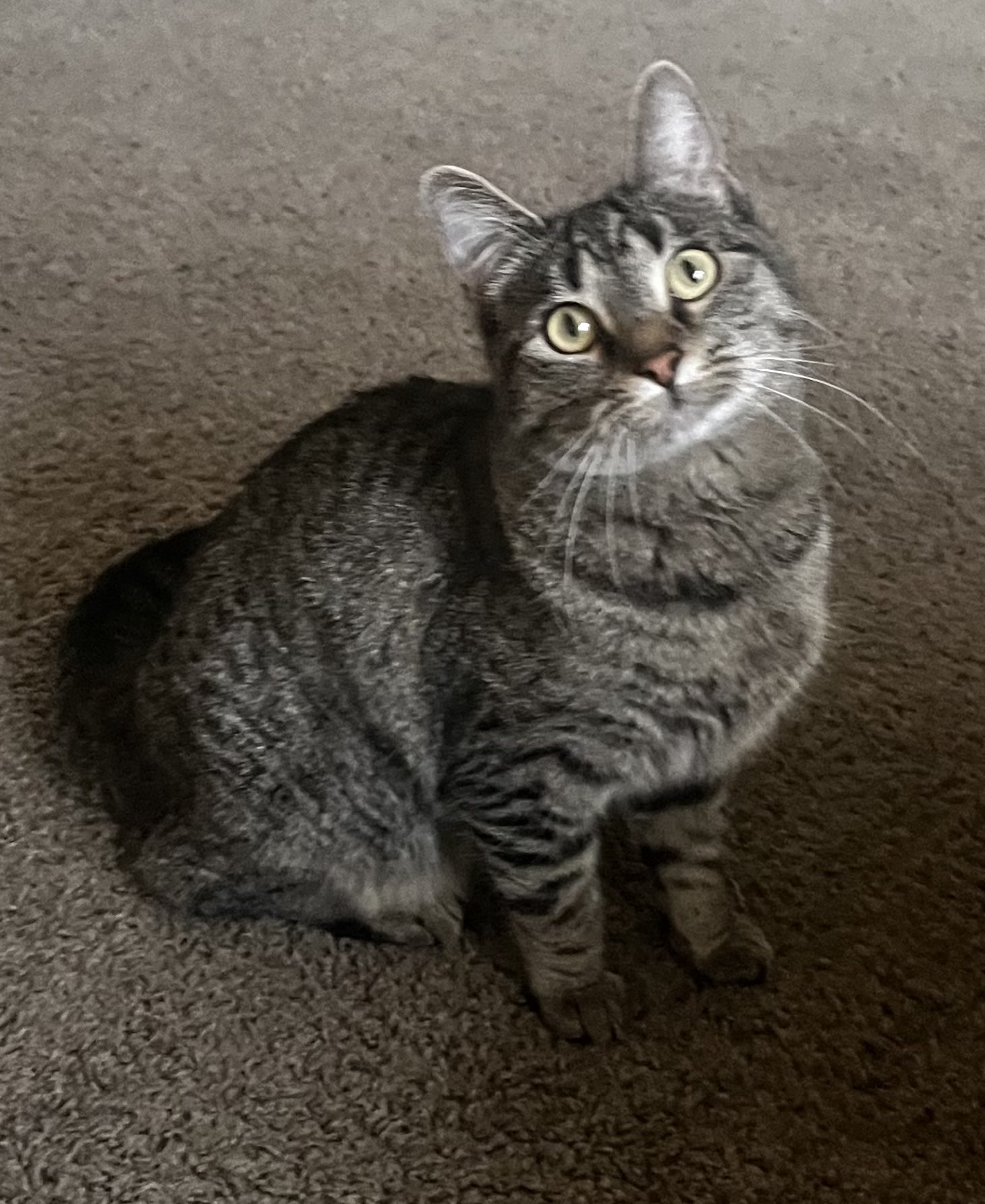 Picture of the Animal Listed