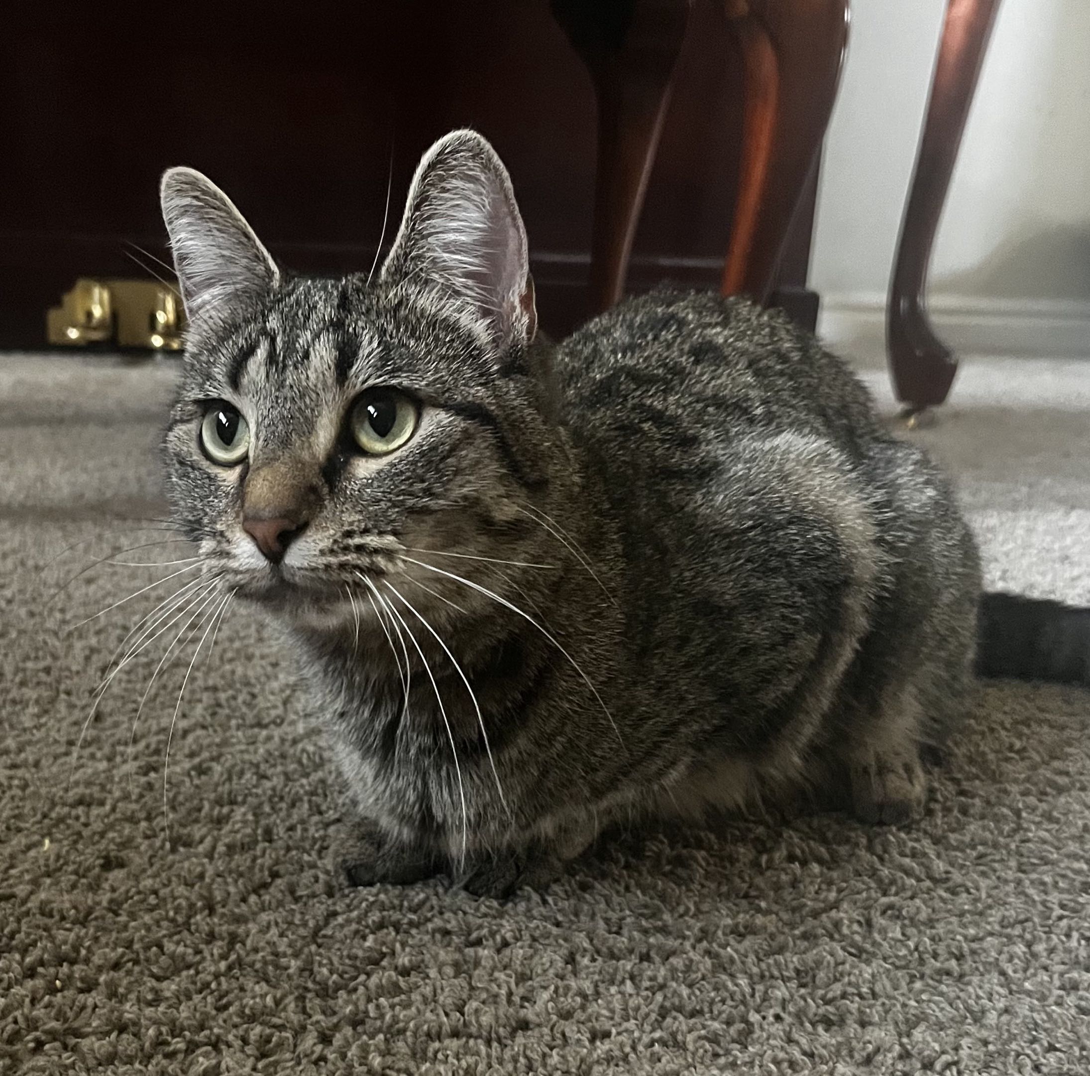 Picture of the Animal Listed