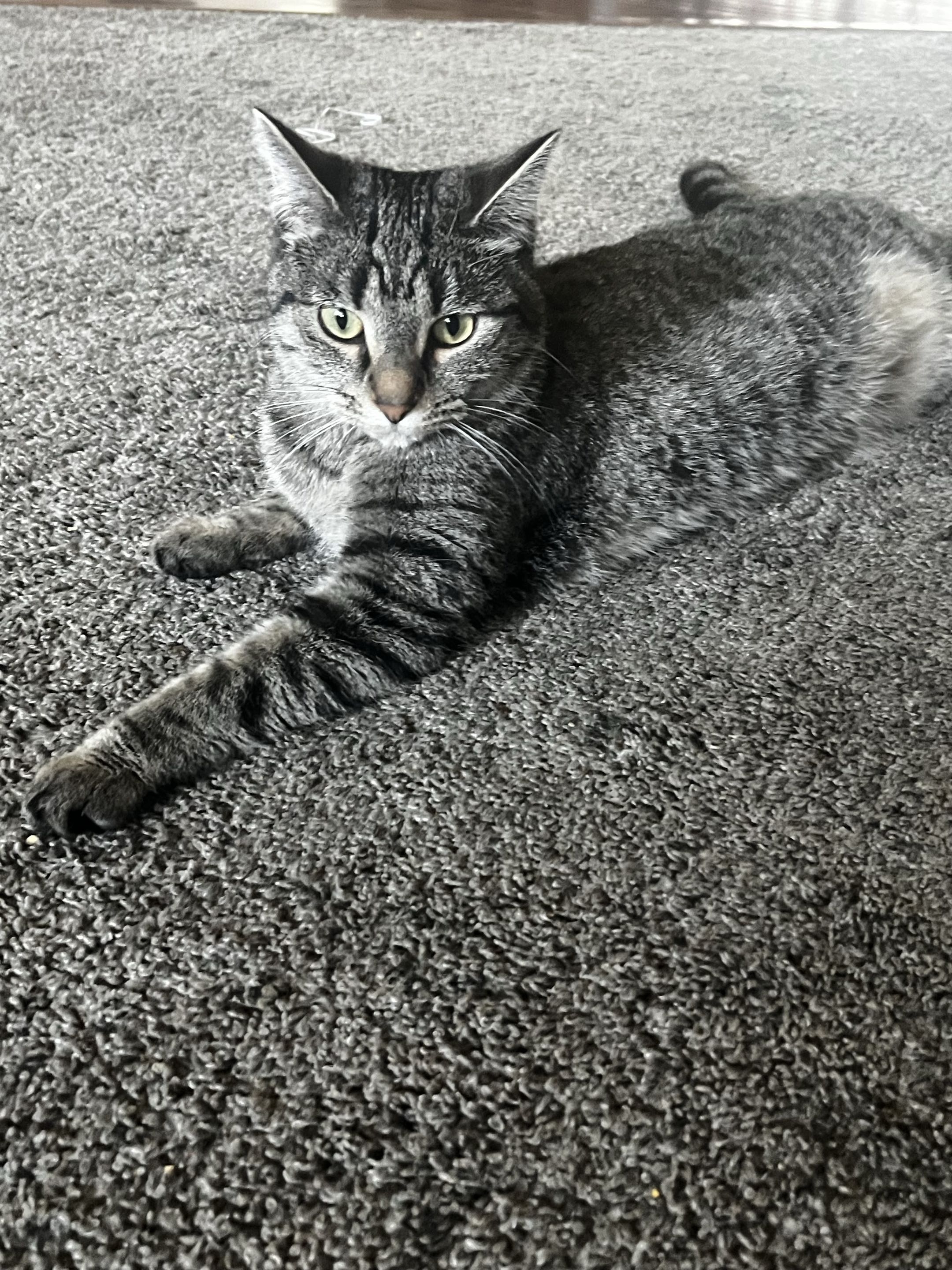 Picture of the Animal Listed