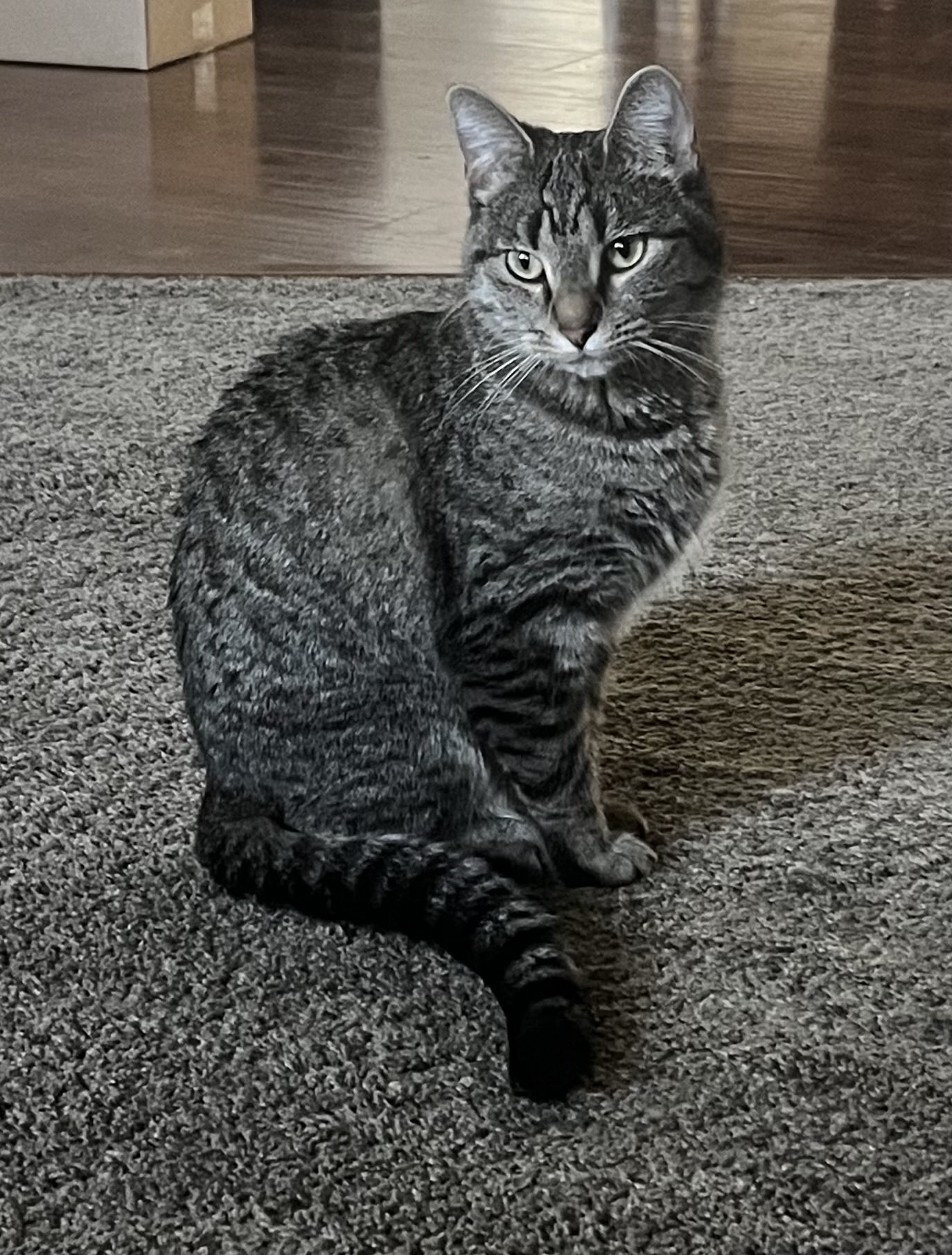 Picture of the Animal Listed