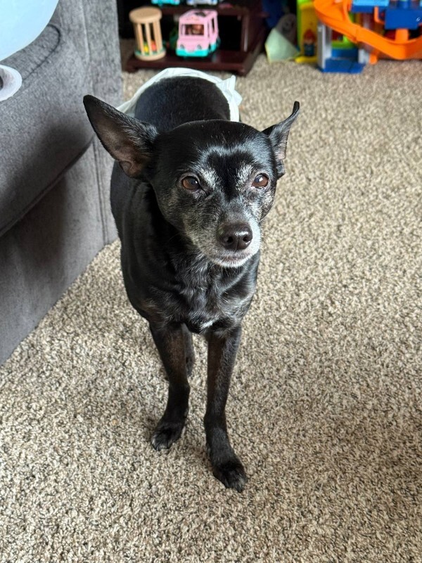 Picture of the Animal Listed