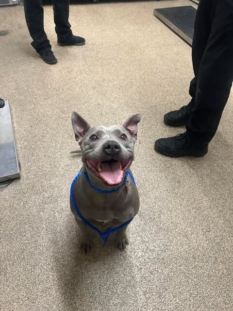 Picture of the Animal Listed