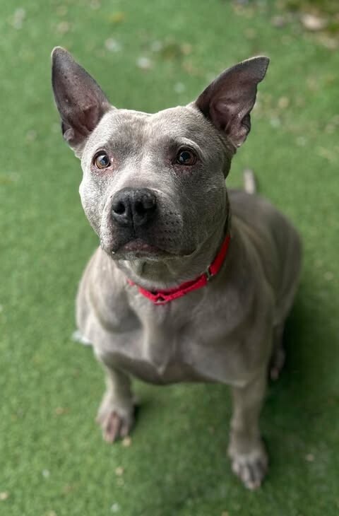 Picture of the Animal Listed