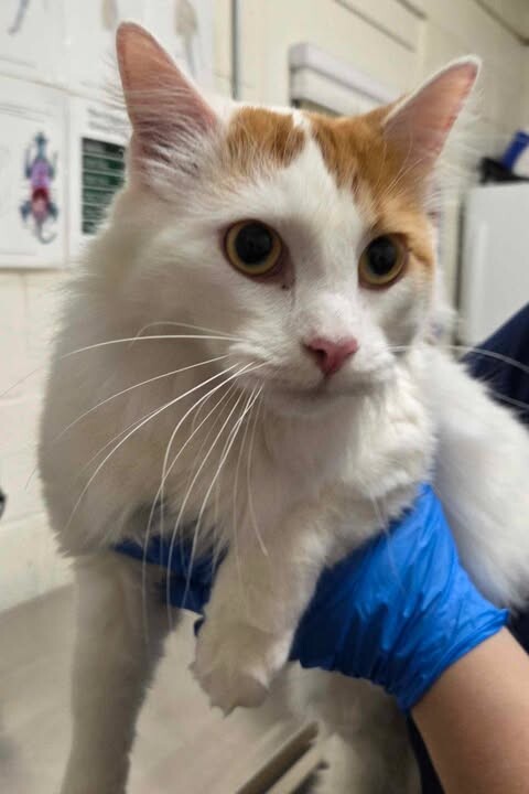 Picture of the Animal Listed