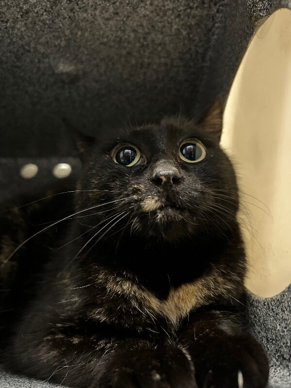 Picture of the Animal Listed