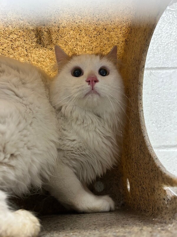 Picture of the Animal Listed