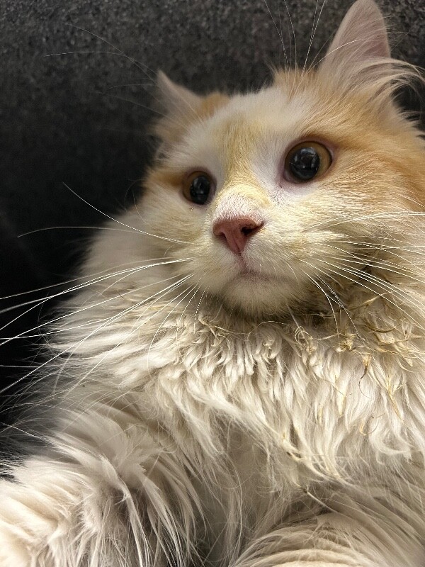 Picture of the Animal Listed