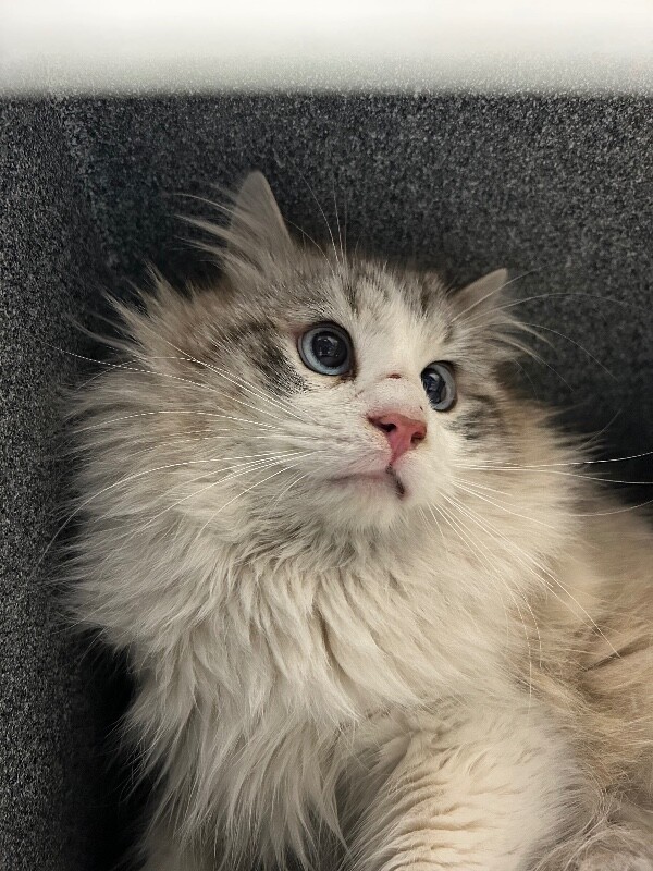 Picture of the Animal Listed