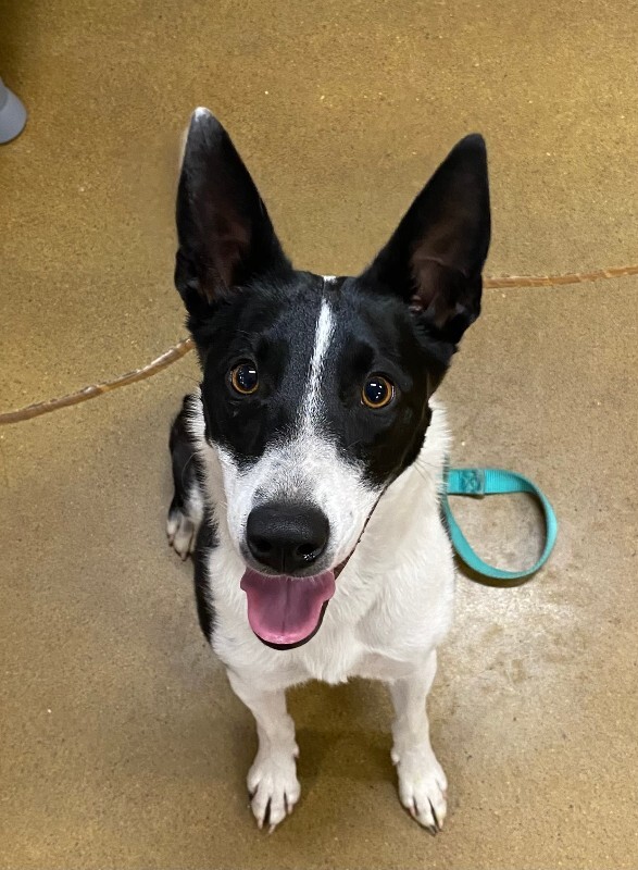 Picture of the Animal Listed