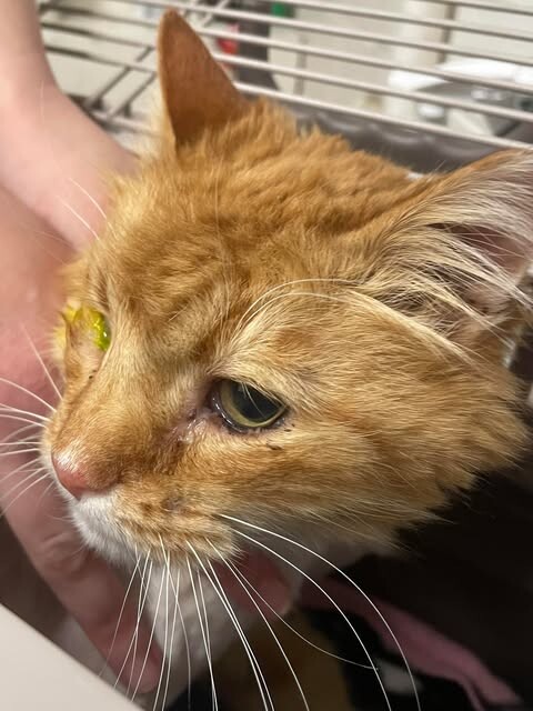 Picture of the Animal Listed