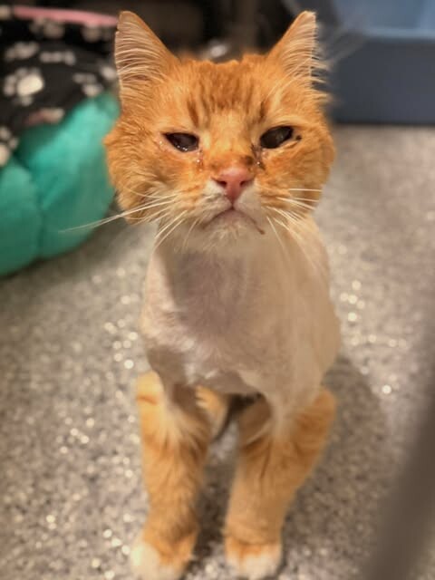 Picture of the Animal Listed