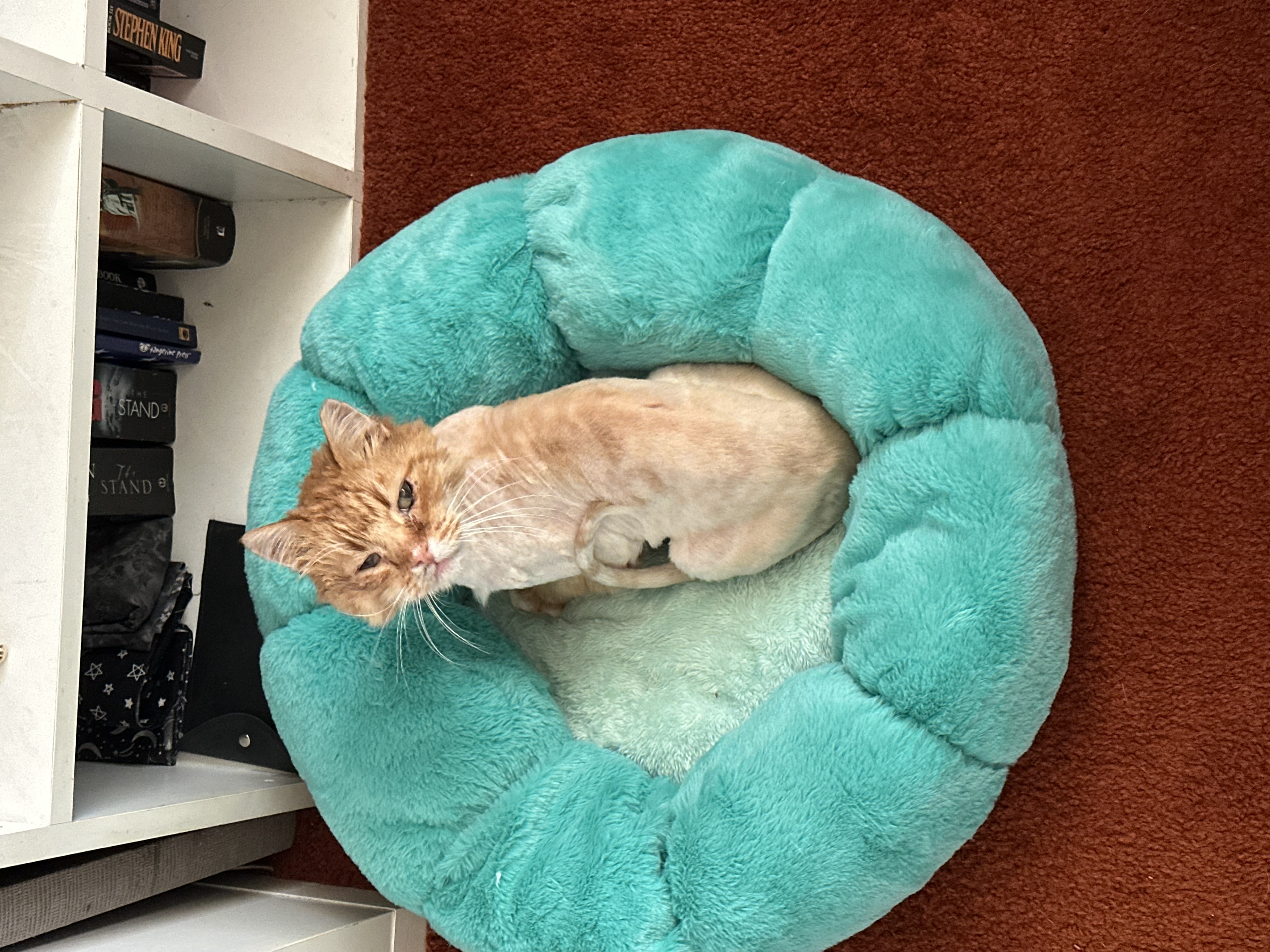 Picture of the Animal Listed