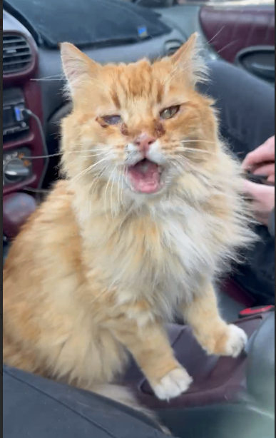 Picture of the Animal Listed