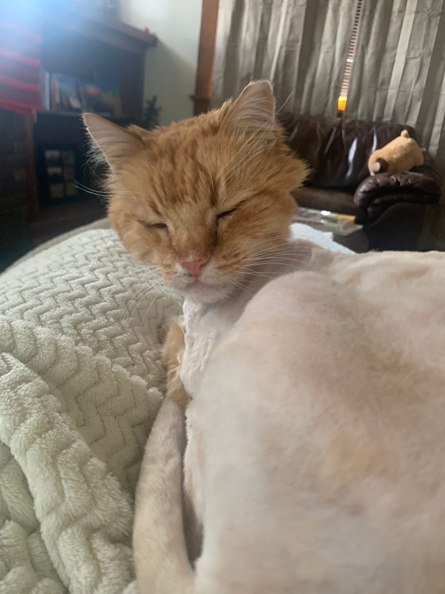 Picture of the Animal Listed