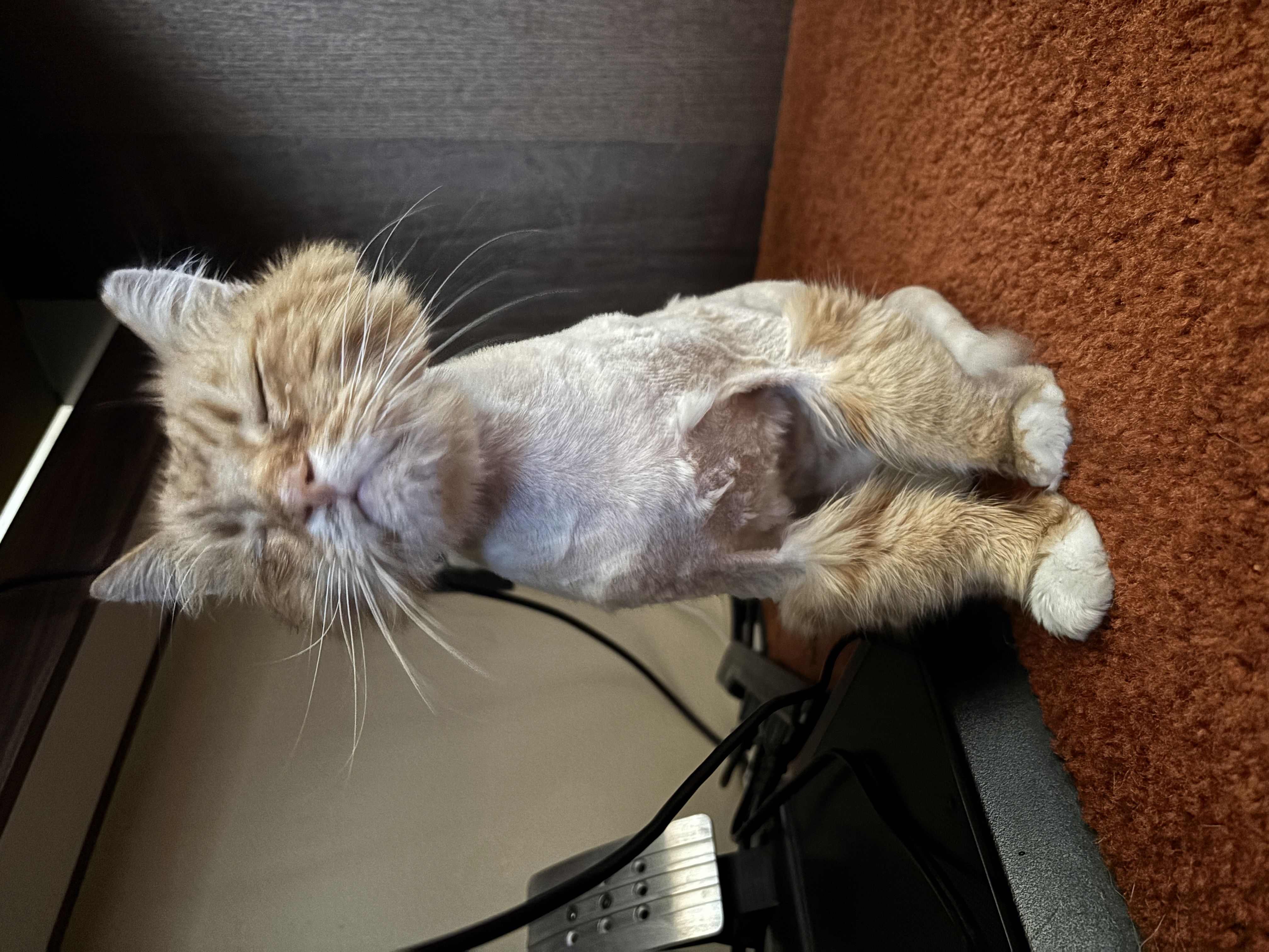 Picture of the Animal Listed