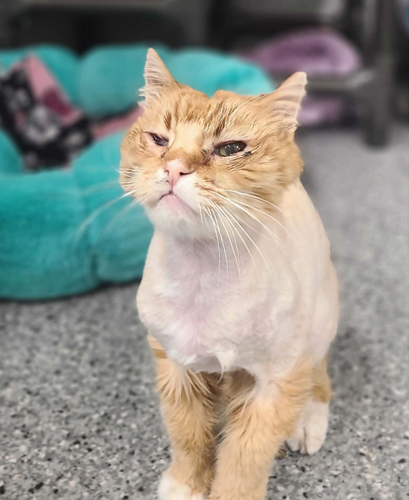 Picture of the Animal Listed