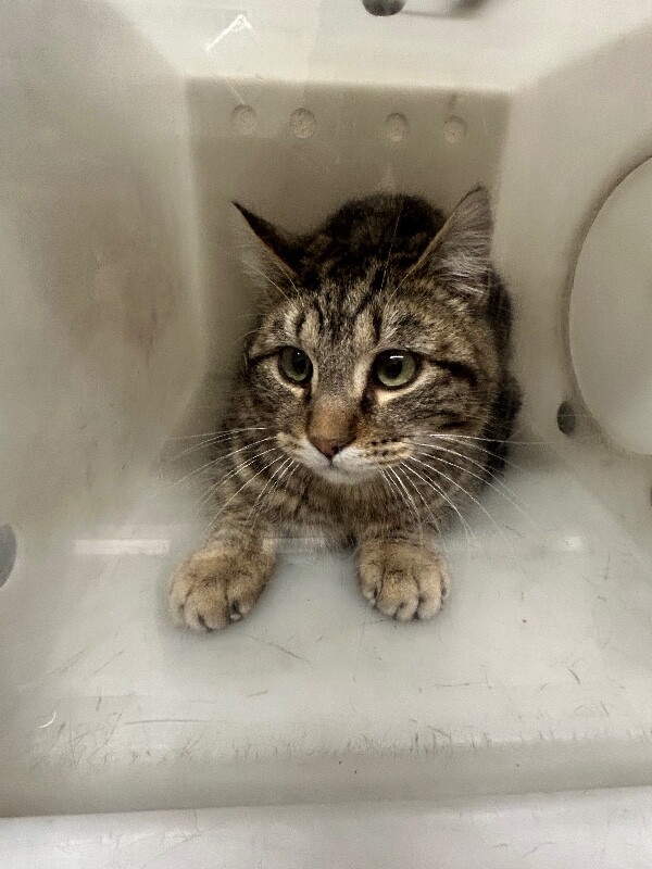 Picture of the Animal Listed