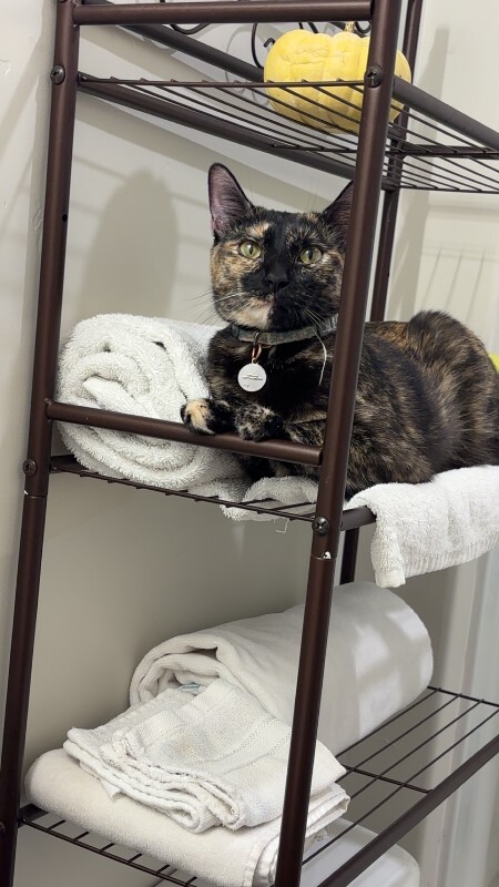 Picture of the Animal Listed