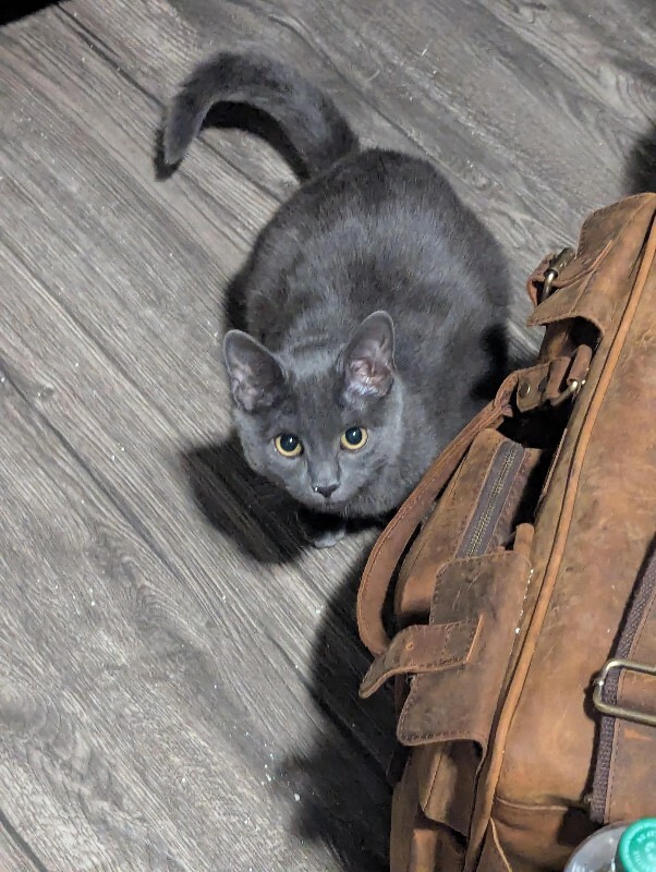 Picture of the Animal Listed