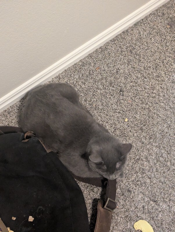 Picture of the Animal Listed